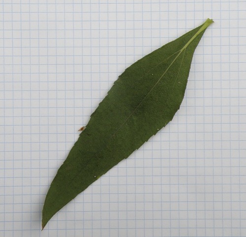 Image of Helianthus rigidus ssp. subrhomboideus specimen.