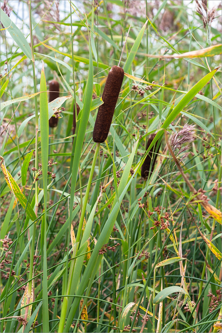 Изображение особи Typha latifolia.