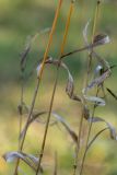 Bromopsis inermis. Части побегов. Ростовская обл., Белокалитвенский р-н, окр. хут. Богатов, опушка байрачного леса. 25.10.2019.