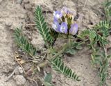 Astragalus tibetanus. Цветущее растение. Южный Кыргызстан, Алайская долина у пос. Сары-Могол, долина реки Кызыл-Суу, около 3000 м н.у.м. 27.06.2019.