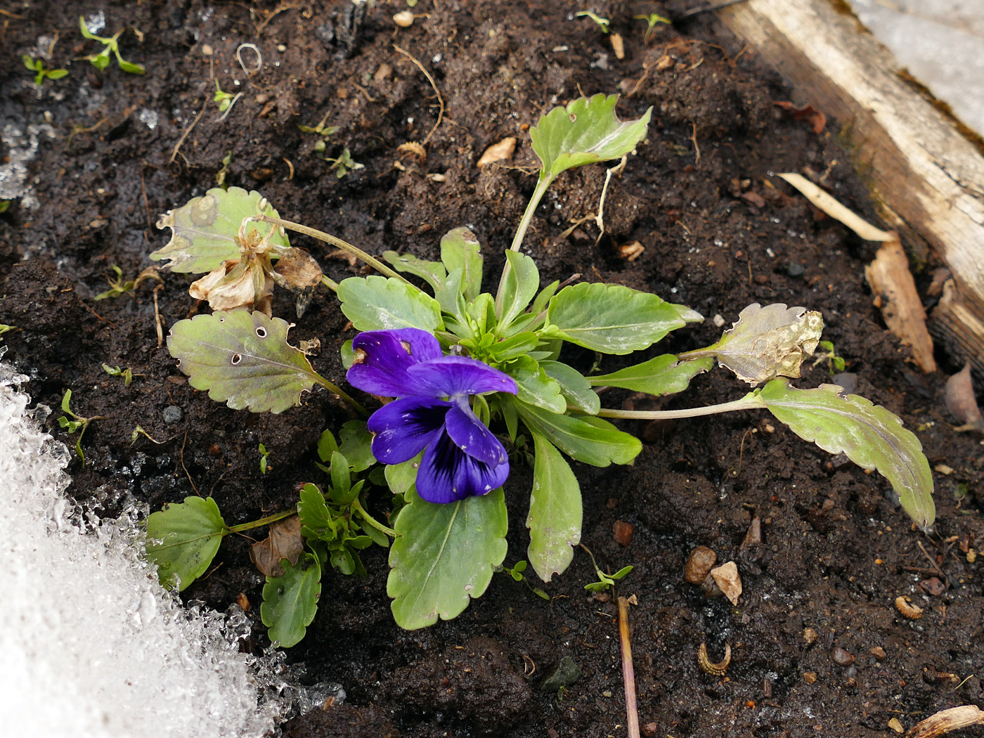 Image of Viola wittrockiana specimen.