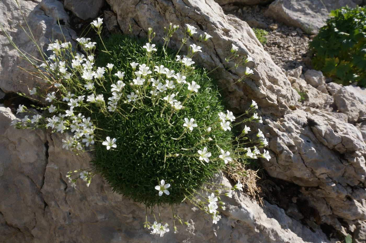 Image of Minuartia taurica specimen.