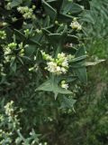 Colletia paradoxa