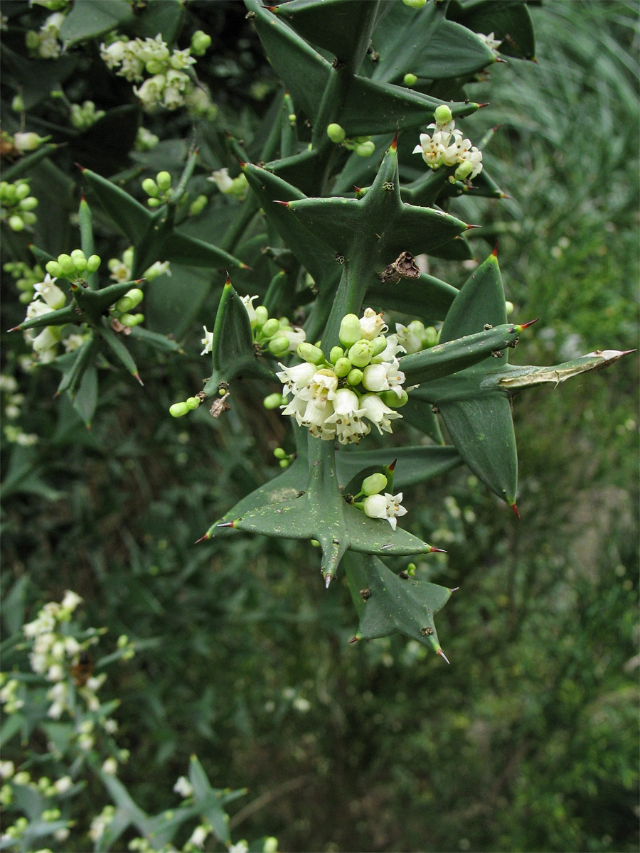 Изображение особи Colletia paradoxa.