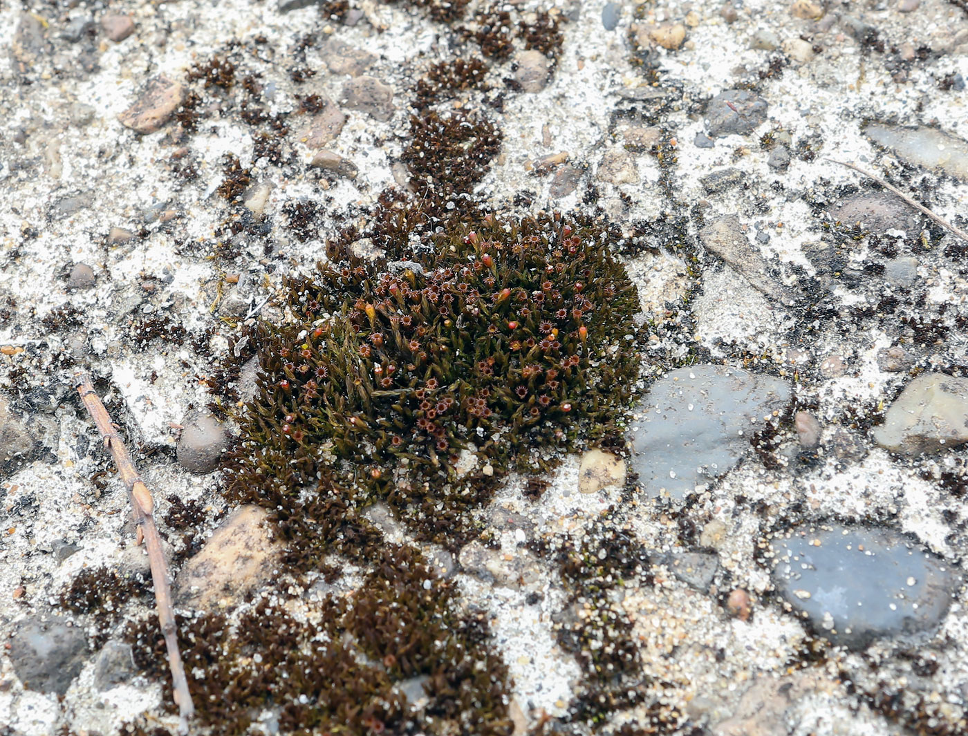 Image of genus Schistidium specimen.