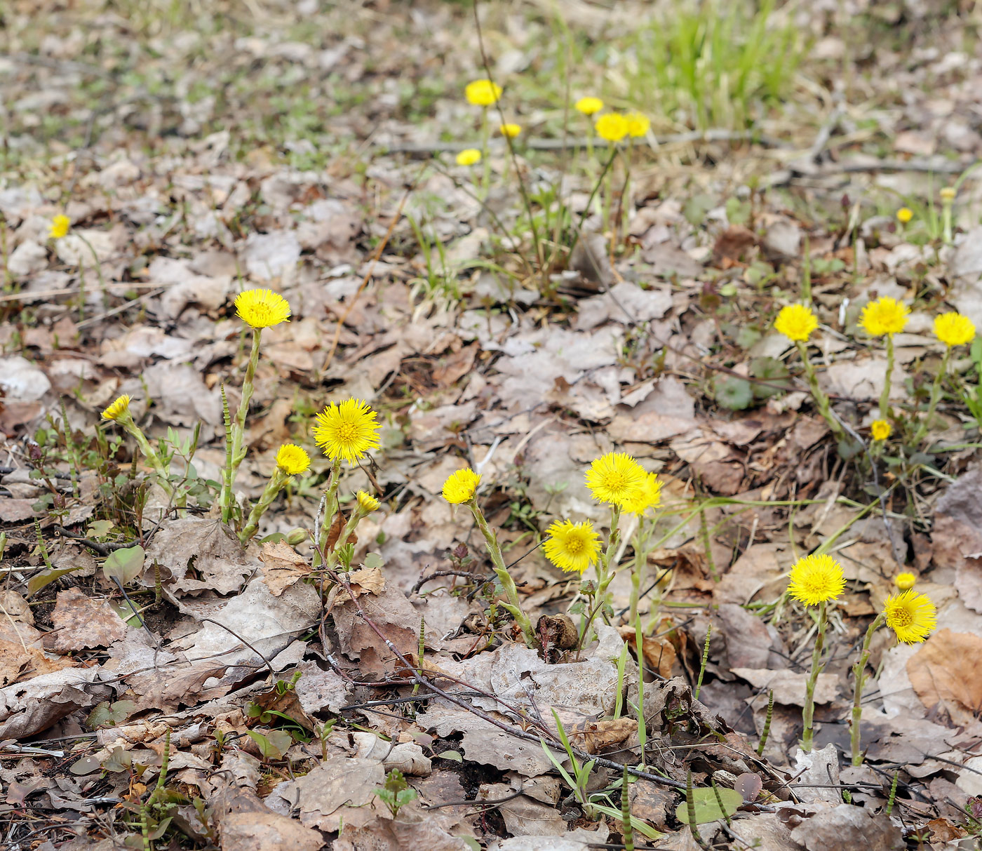 Image of Tussilago farfara specimen.