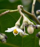 Solanum sessile