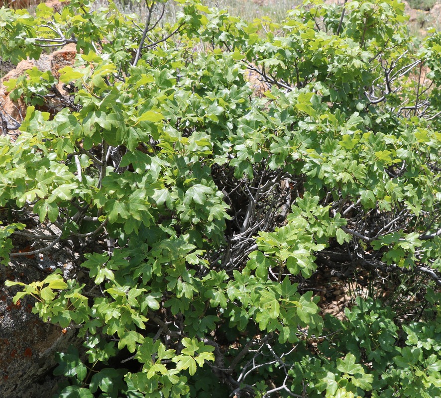 Image of Acer ibericum specimen.