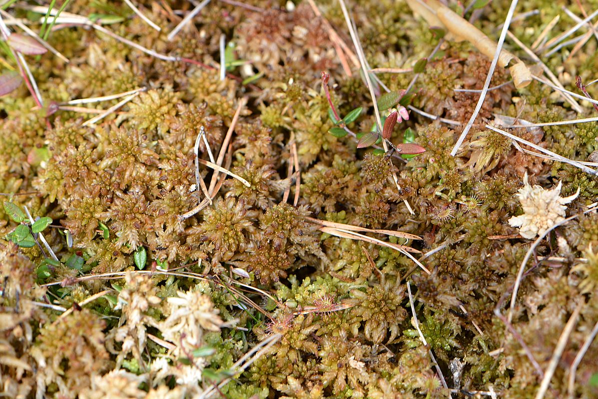 Изображение особи род Sphagnum.