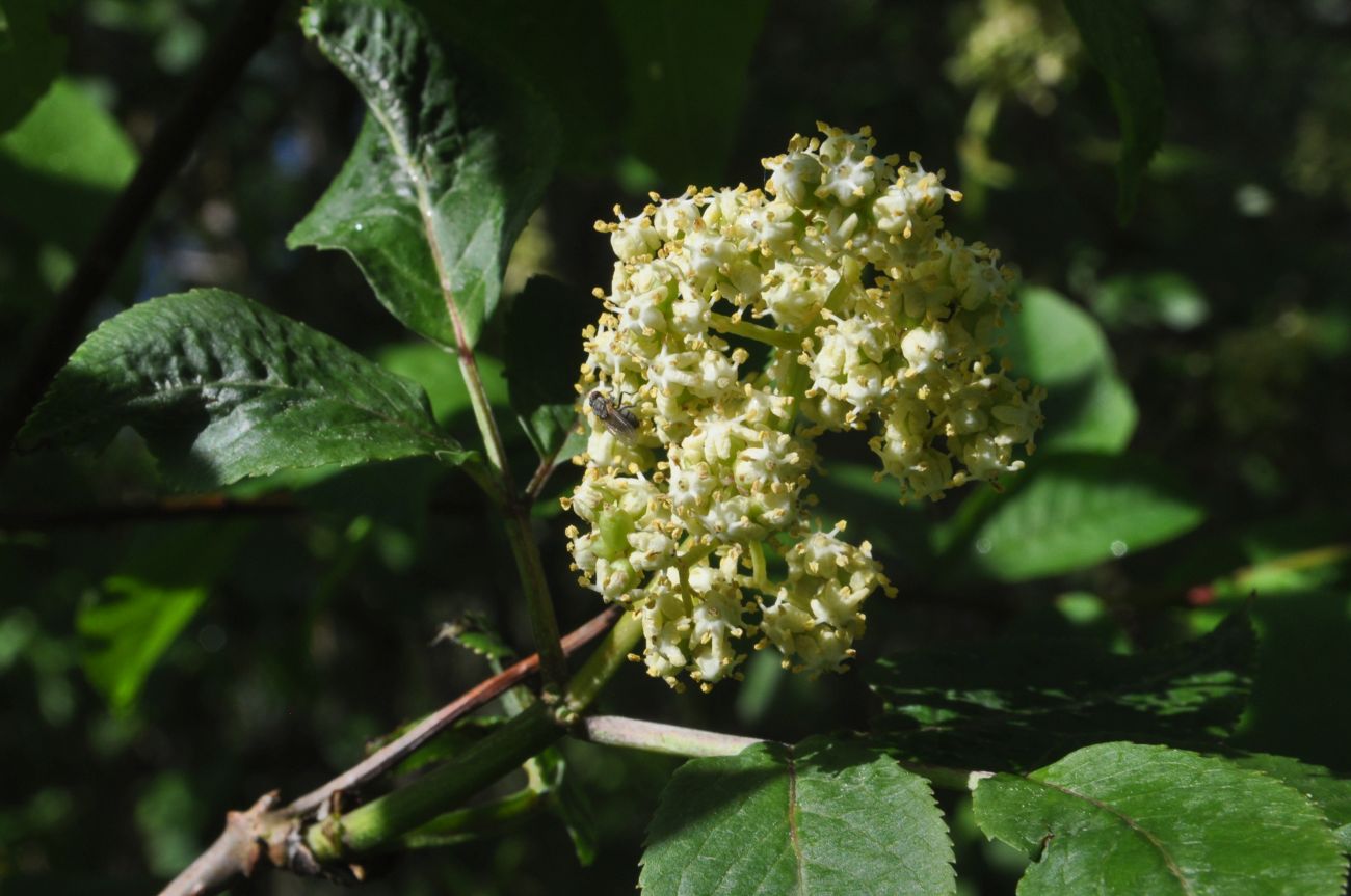 Image of Sambucus racemosa specimen.