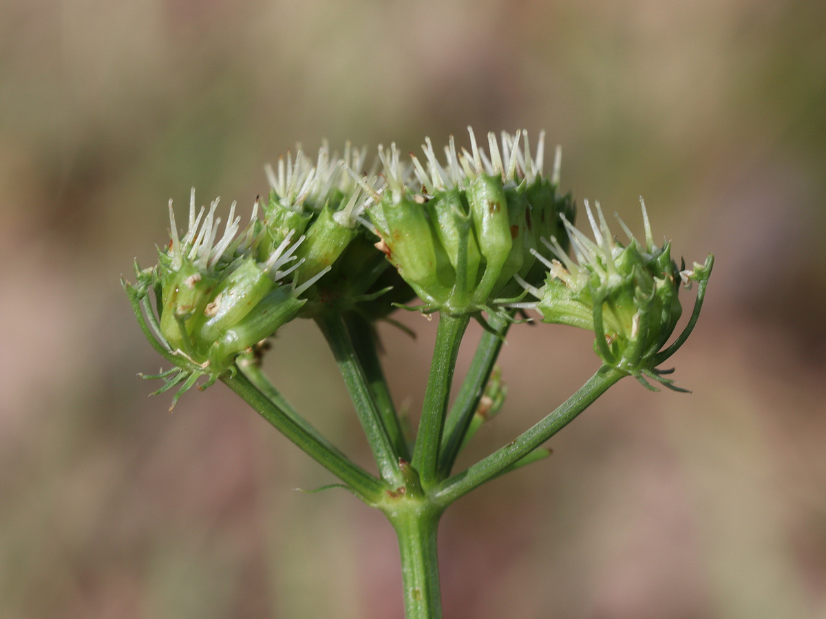 Image of Oenanthe pimpinelloides specimen.