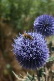 Echinops chantavicus