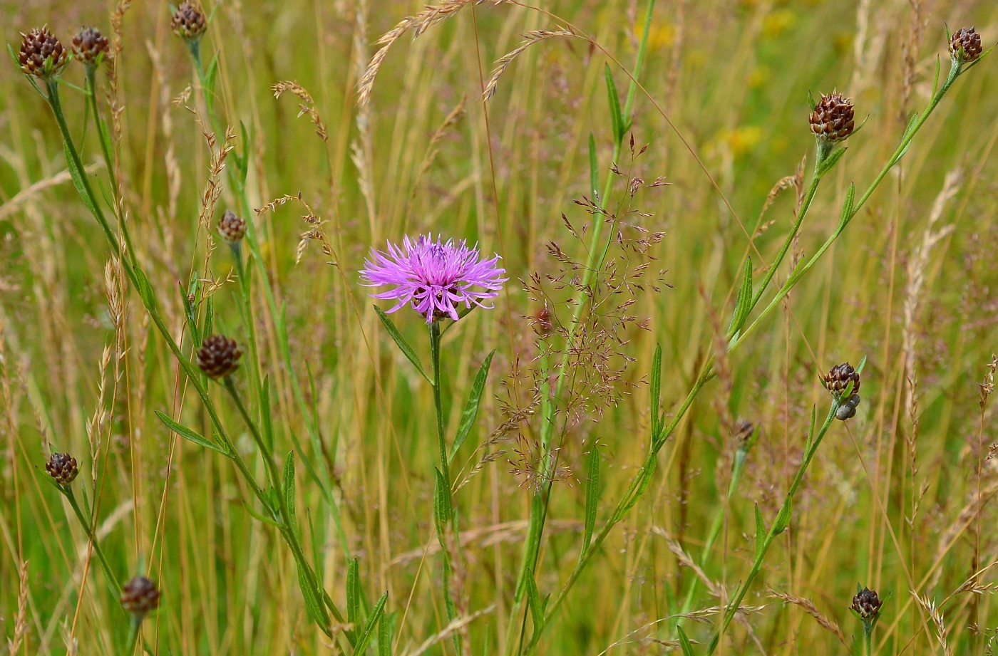 Image of genus Centaurea specimen.