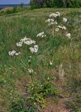 Valeriana officinalis. Цветущие растения. Воронежская обл., Лискинский р-н, музей-заповедник \"Дивногорье\", ковыльно-разнотравная степь. 01.06.2019.