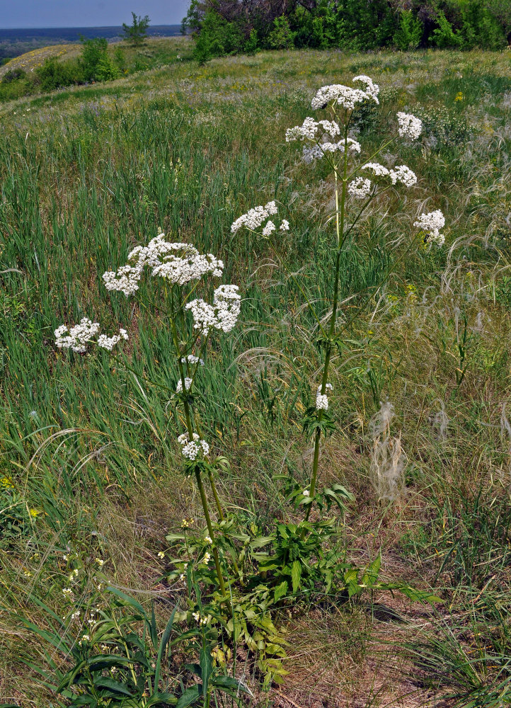 Изображение особи Valeriana officinalis.