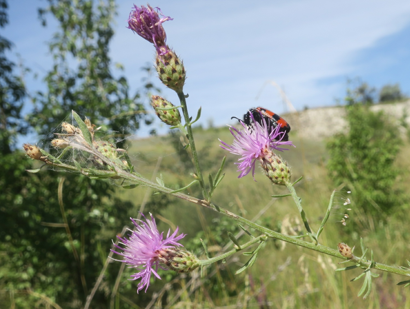 Изображение особи Centaurea biebersteinii.