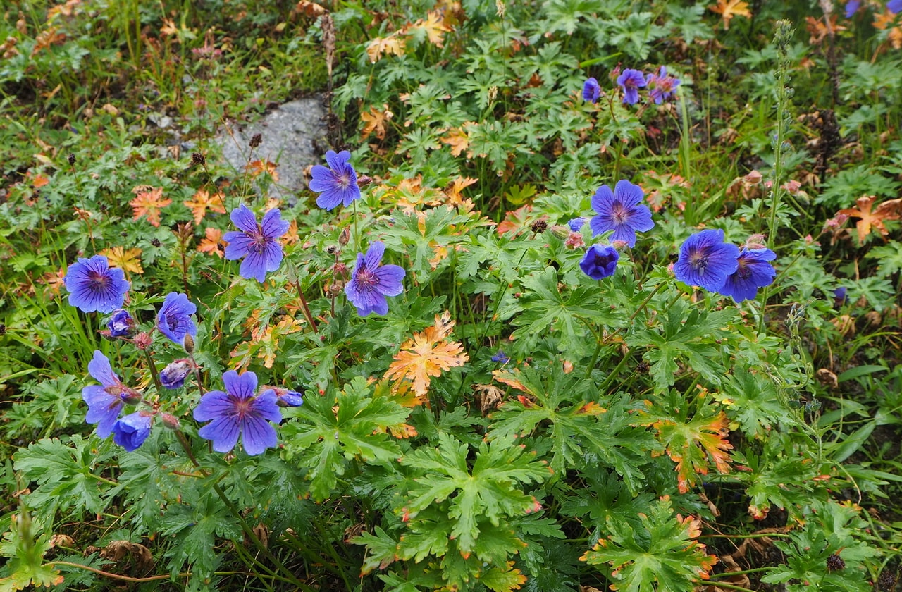 Изображение особи Geranium gymnocaulon.