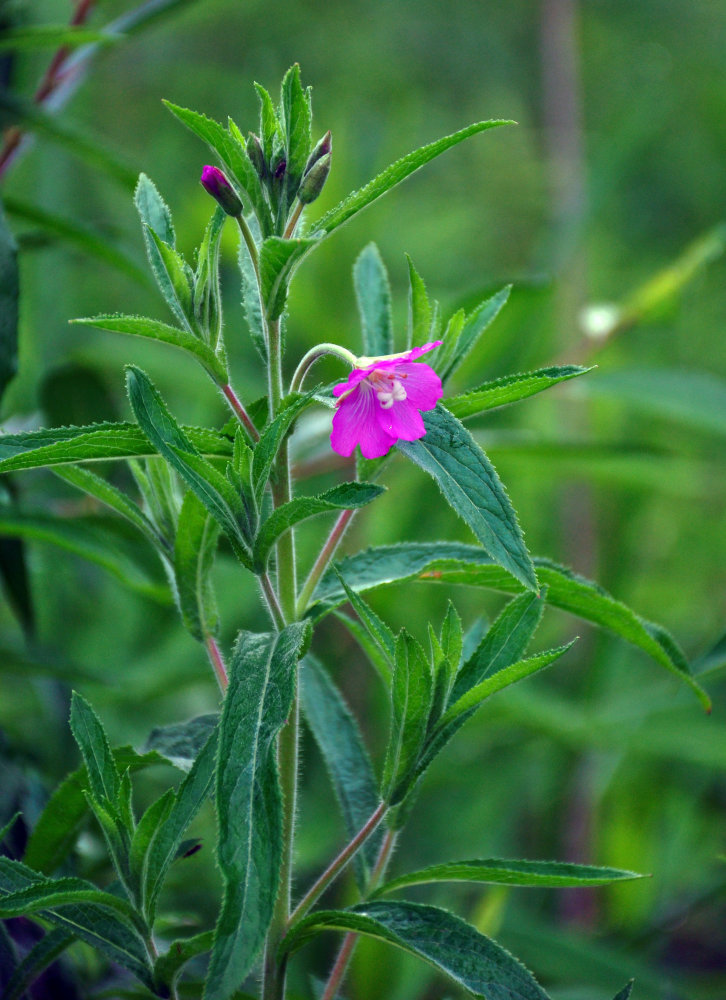 Image of Epilobium hirsutum specimen.