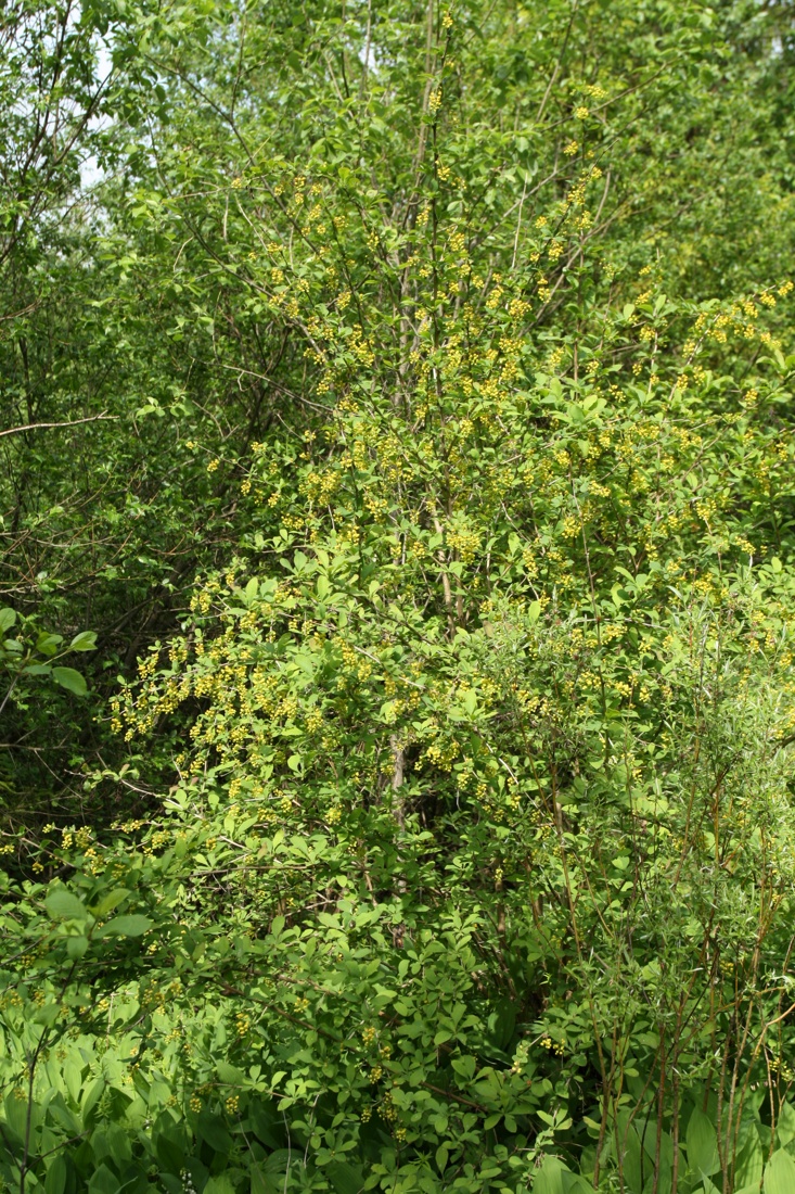 Image of Berberis vulgaris specimen.