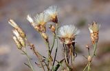 Pseudolinosyris grimmii