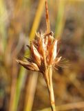 Rhynchospora alba