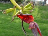 genus Musa