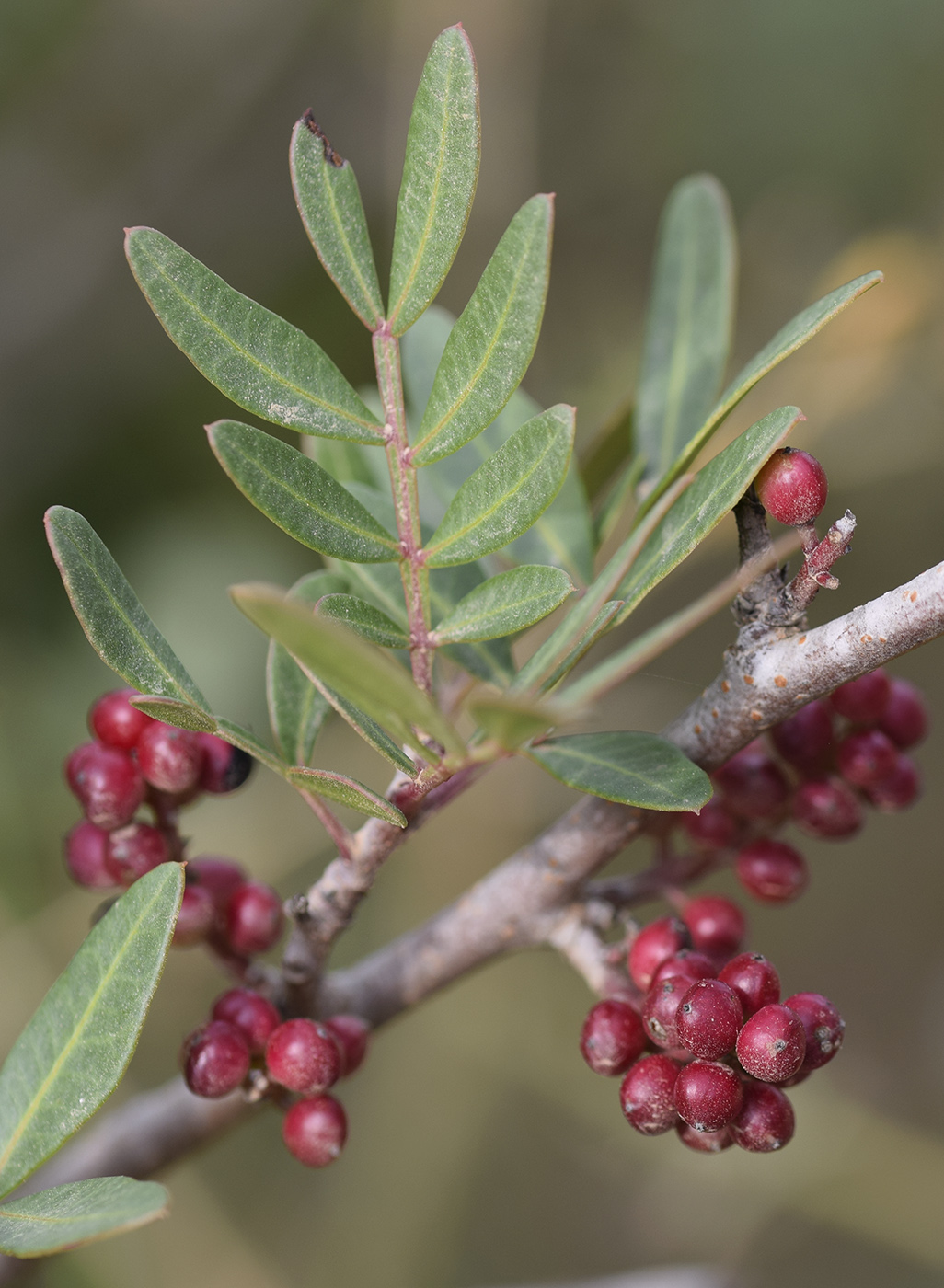 Image of Pistacia lentiscus specimen.