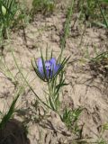 Nigella bucharica. Цветущее растение на эродированном участке в саванноидном сообществе. Таджикистан, Хатлонская обл., Шамсиддин-Шохинский р-н, окр. с. Шуроабад; перевал через хребет Кичик-Тиряй, ≈ 1550 м н.у.м. 03.06.2018.