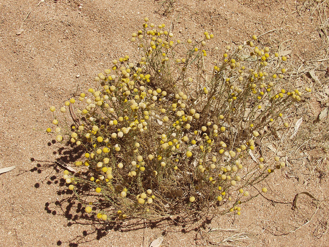 Изображение особи семейство Asteraceae.