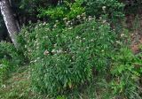 Eupatorium cannabinum. Цветущие растения. Смоленская обл., Демидовский р-н, национальный парк \"Смоленское Поозерье\", побережье оз. Сапшо, опушка смешанного леса. 15.08.2020.