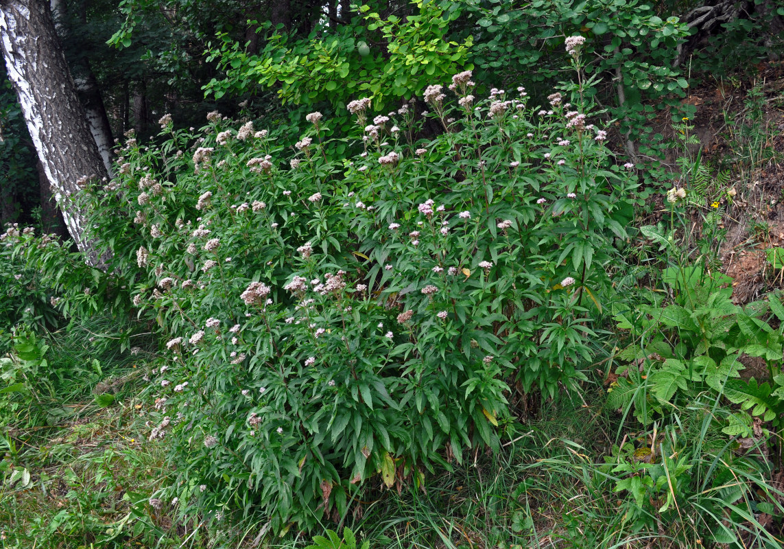 Изображение особи Eupatorium cannabinum.