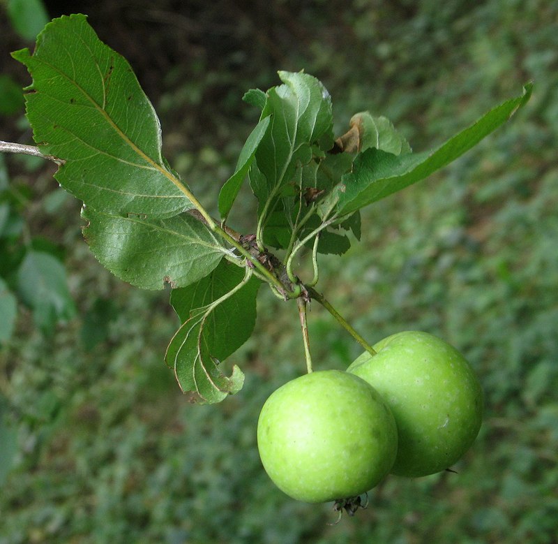 Изображение особи Malus sylvestris.