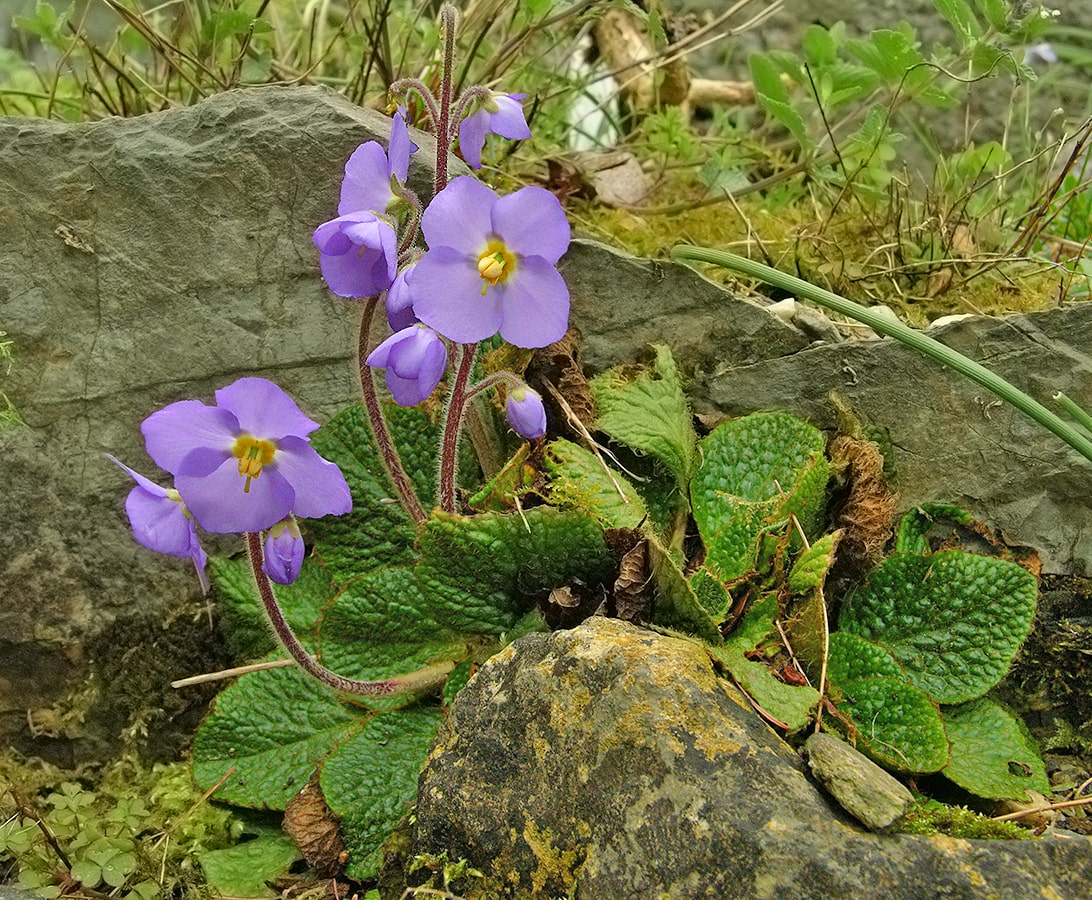 Image of Ramonda nathaliae specimen.