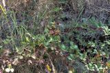 Rubus sanctus