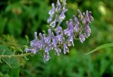 Aconitum septentrionale