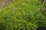 род Euphorbia
