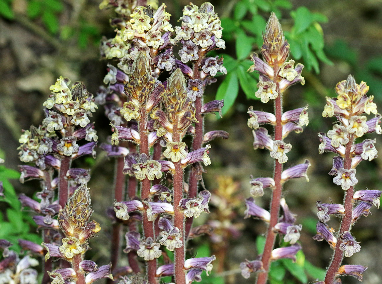 Изображение особи Orobanche laxissima.