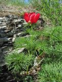 Paeonia tenuifolia. Цветущее растение. Краснодарский край, Абинский р-н, хр. Папай, скальный выход. 14.05.2020.