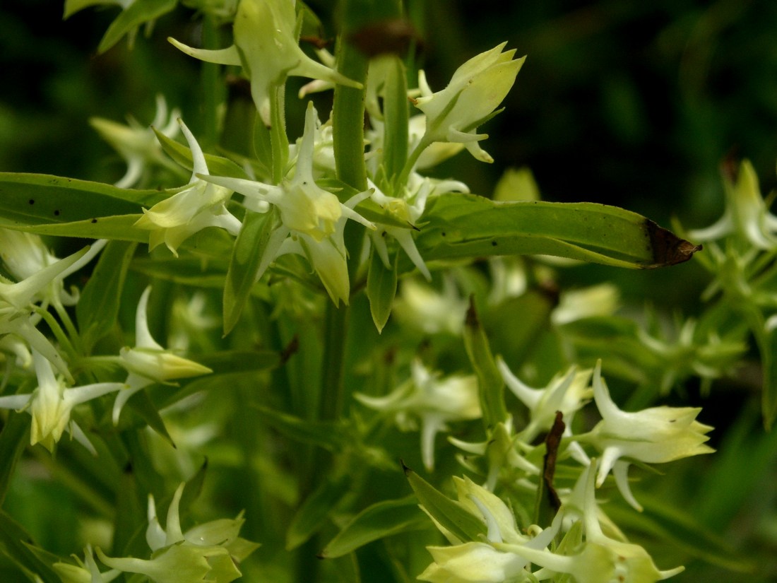 Изображение особи Halenia corniculata.