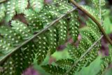 Dryopteris assimilis. Часть листа с сорусами. Пермский край, подножие Вогульского камня, смешанный лес, долина р. Жигалан. 30.06.2010.