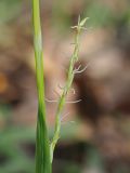 Carex pilosa