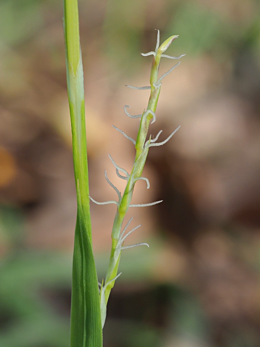 Изображение особи Carex pilosa.