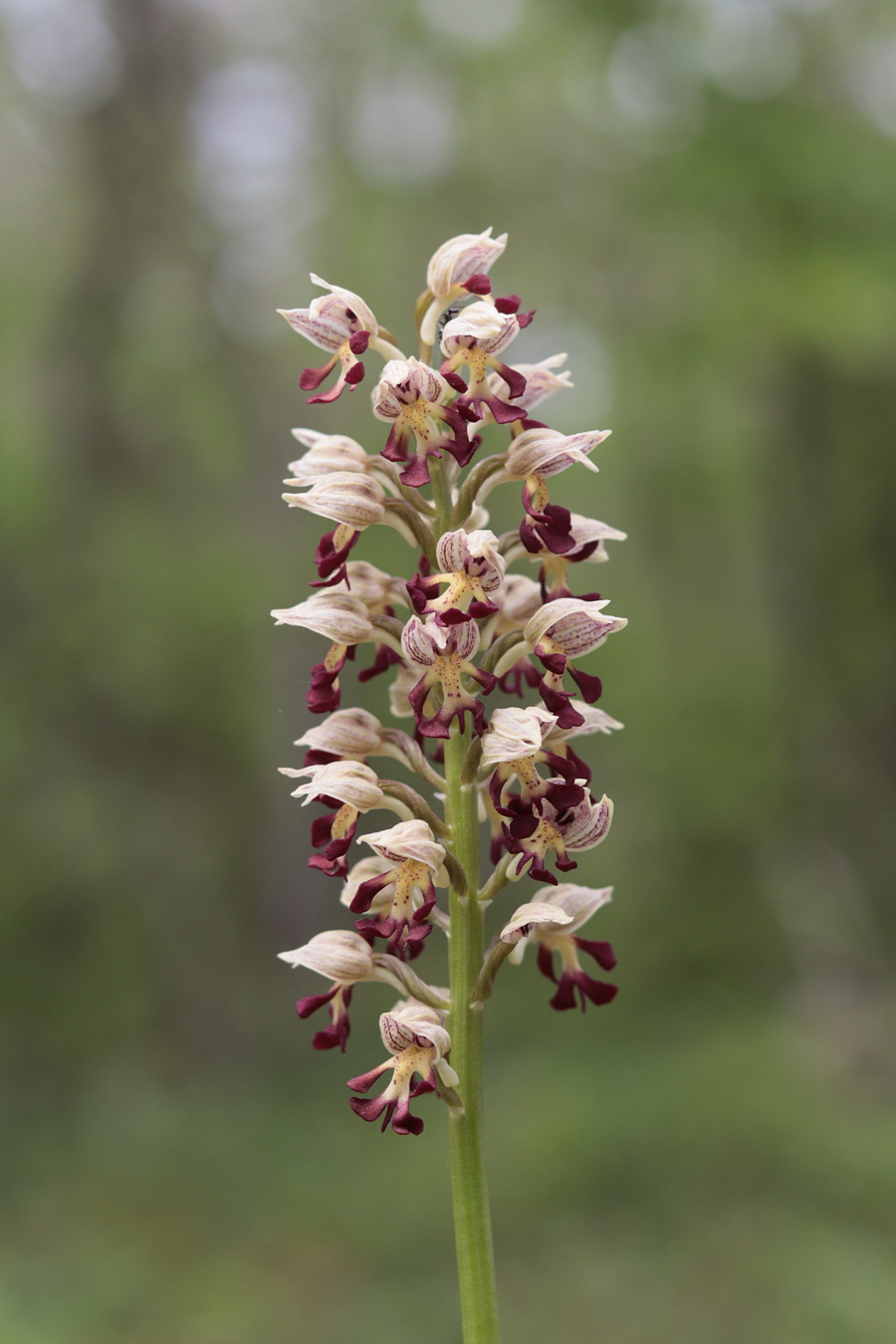 Изображение особи Orchis &times; calliantha.