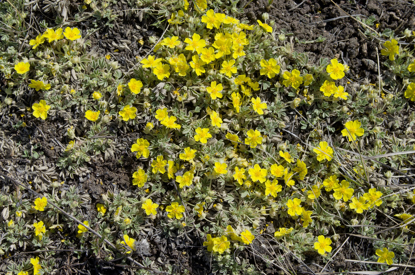 Image of Potentilla acaulis specimen.