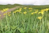 Tragopogon reticulatus