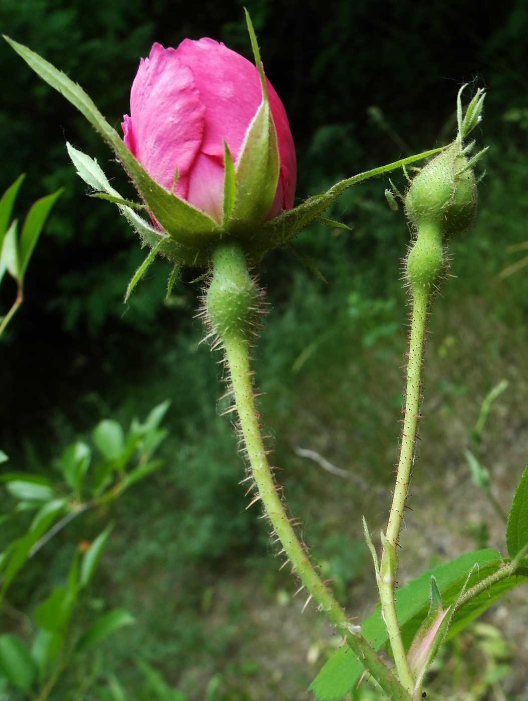 Image of Rosa damascena specimen.