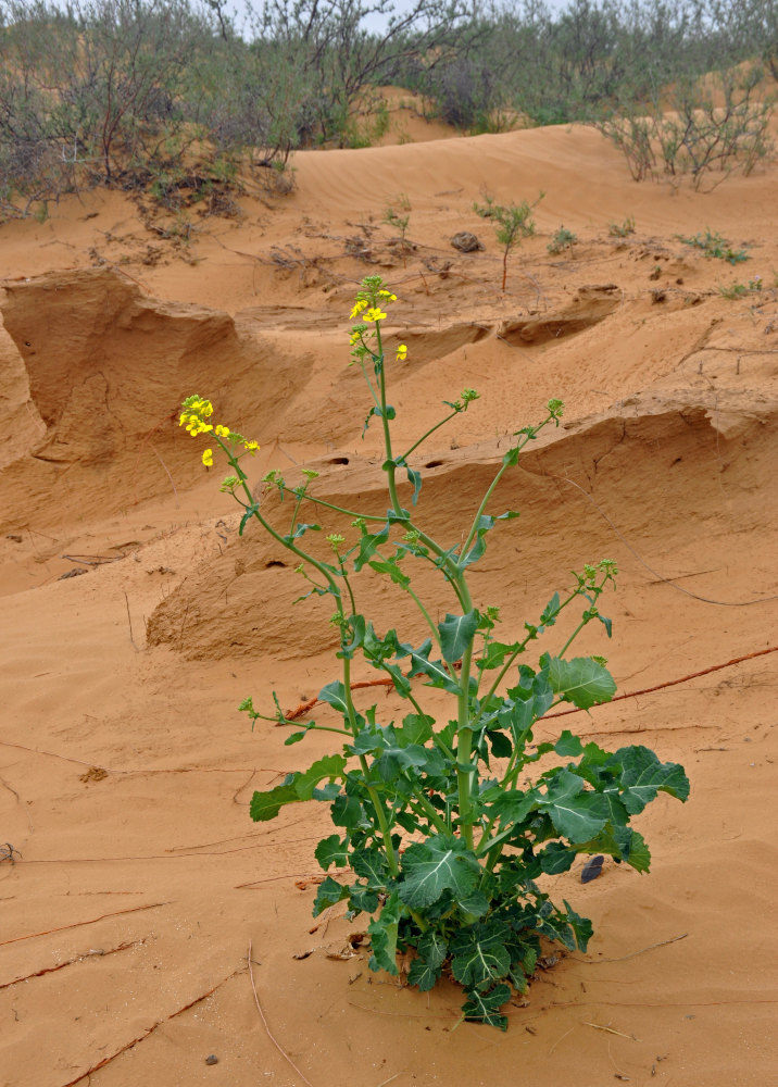 Image of Brassica napus specimen.