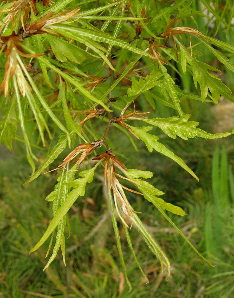 Image of Fagus sylvatica var. laciniata specimen.