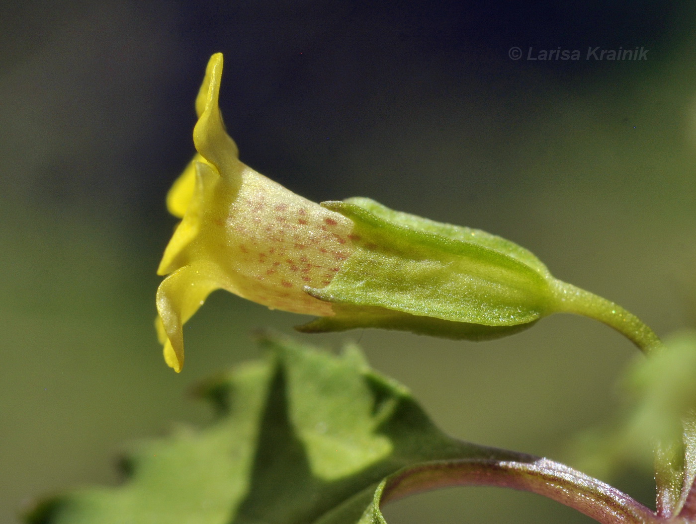 Image of Mimulus tenellus specimen.