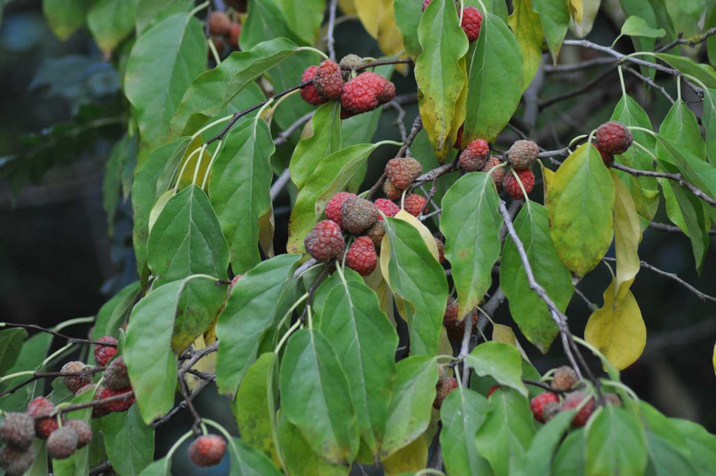 Изображение особи Maclura tricuspidata.